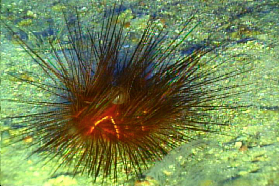  Astropyga magnifica (Magnificent Urchin, Pale Spine Urchin)